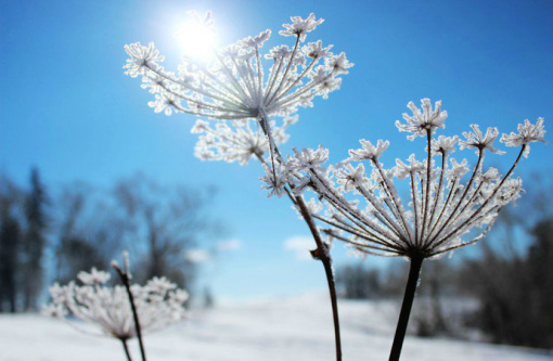 長白山雪花，自然之韻與生命頌歌