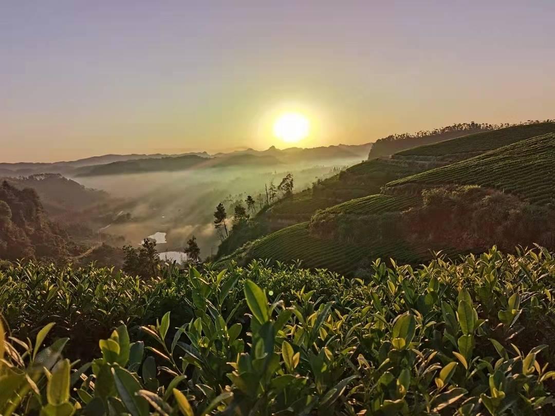 旅游安全意識缺失引發(fā)山火，游客看日出放煙花事件反思