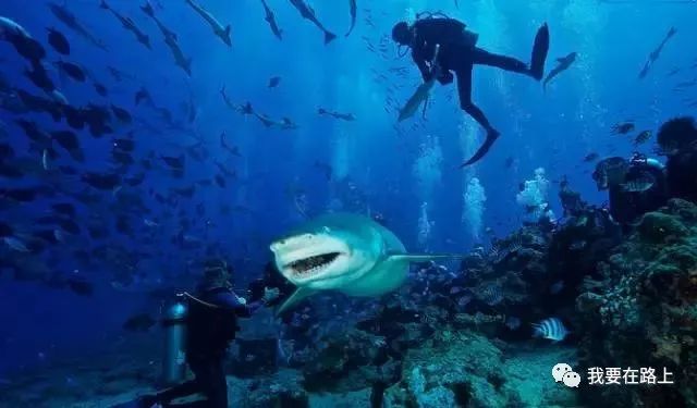 深海生死挑戰(zhàn)，潛水團隊失聯(lián)28小時與環(huán)繞鯊魚博弈的生死邊緣