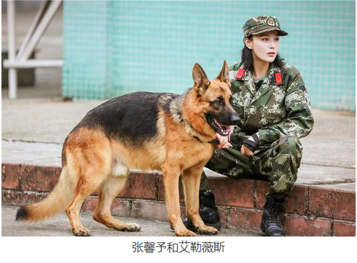 警犬反常行為成焦點(diǎn)，連續(xù)四周在戰(zhàn)友床上尿尿被通報(bào)批評(píng)