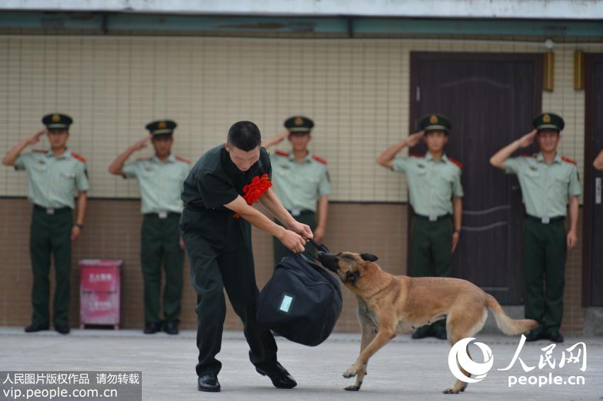 警犬反常行為成焦點(diǎn)，連續(xù)四周在戰(zhàn)友床上尿尿被通報(bào)批評(píng)