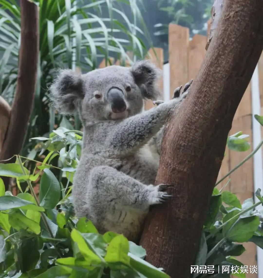 紅山動物園考拉茉莉的告別，生命的脆弱與珍貴回憶