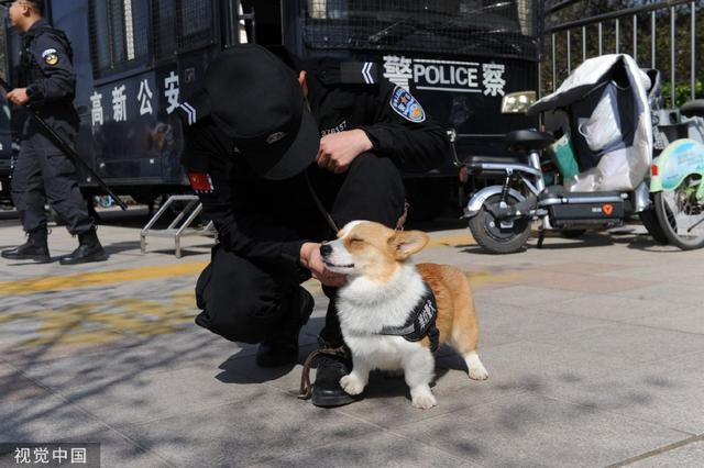 警犬福仔因班味兒過重遭遇年終獎(jiǎng)扣除，忠誠與職責(zé)的考驗(yàn)