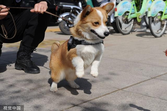 警犬福仔因班味兒過重遭遇年終獎(jiǎng)扣除，忠誠與職責(zé)的考驗(yàn)