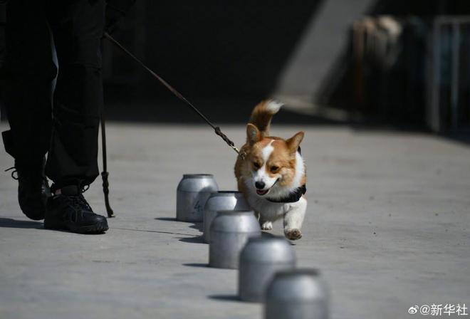 警犬福仔因班味兒過重遭遇年終獎(jiǎng)扣除，忠誠與職責(zé)的考驗(yàn)