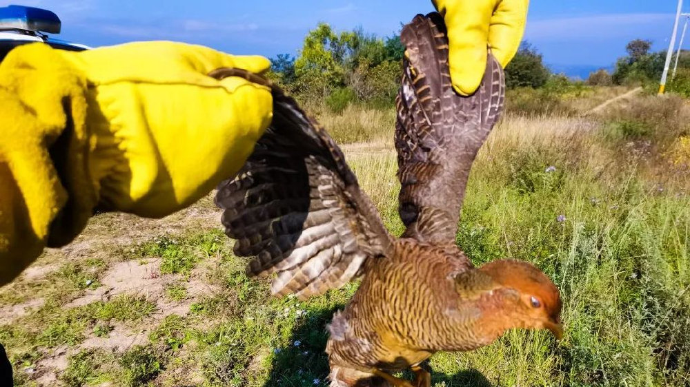 女子以玉米面引鳥招來二級保護(hù)動物，人與自然和諧共生之奇跡