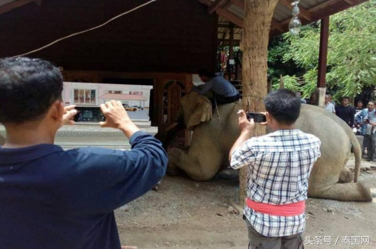 男子賣牛途中遭遇牛下跪的奇妙瞬間