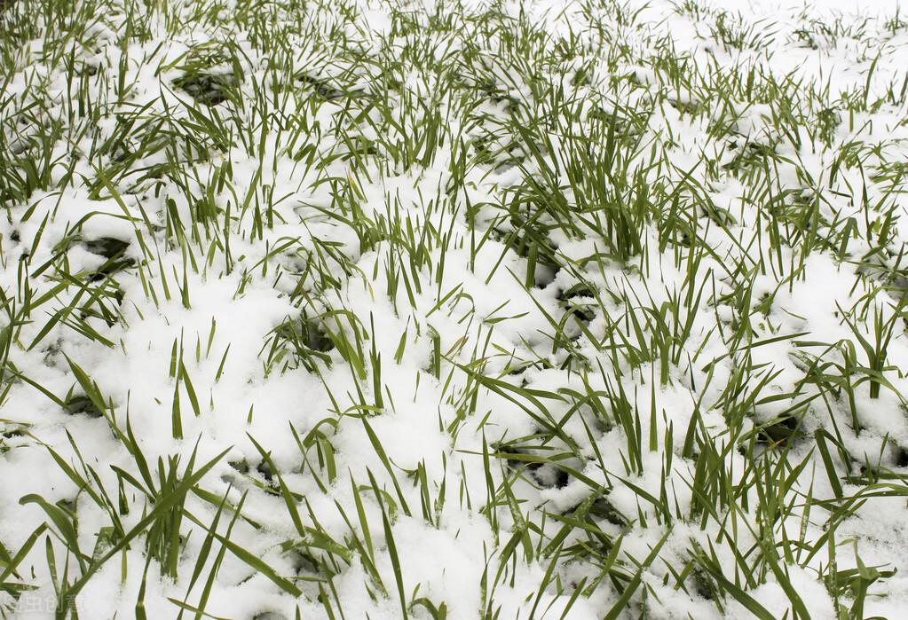 新一輪雨雪來襲，影響及應(yīng)對(duì)策略