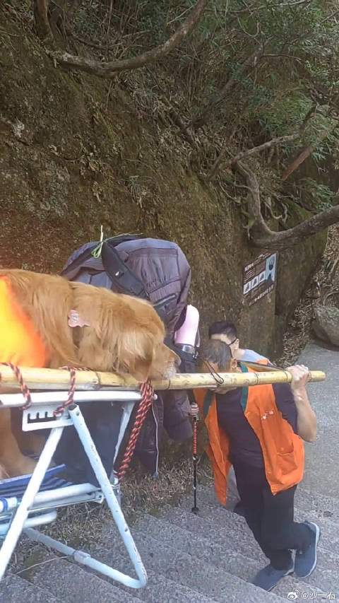 狗子怕累，一家人的別樣旅行之旅