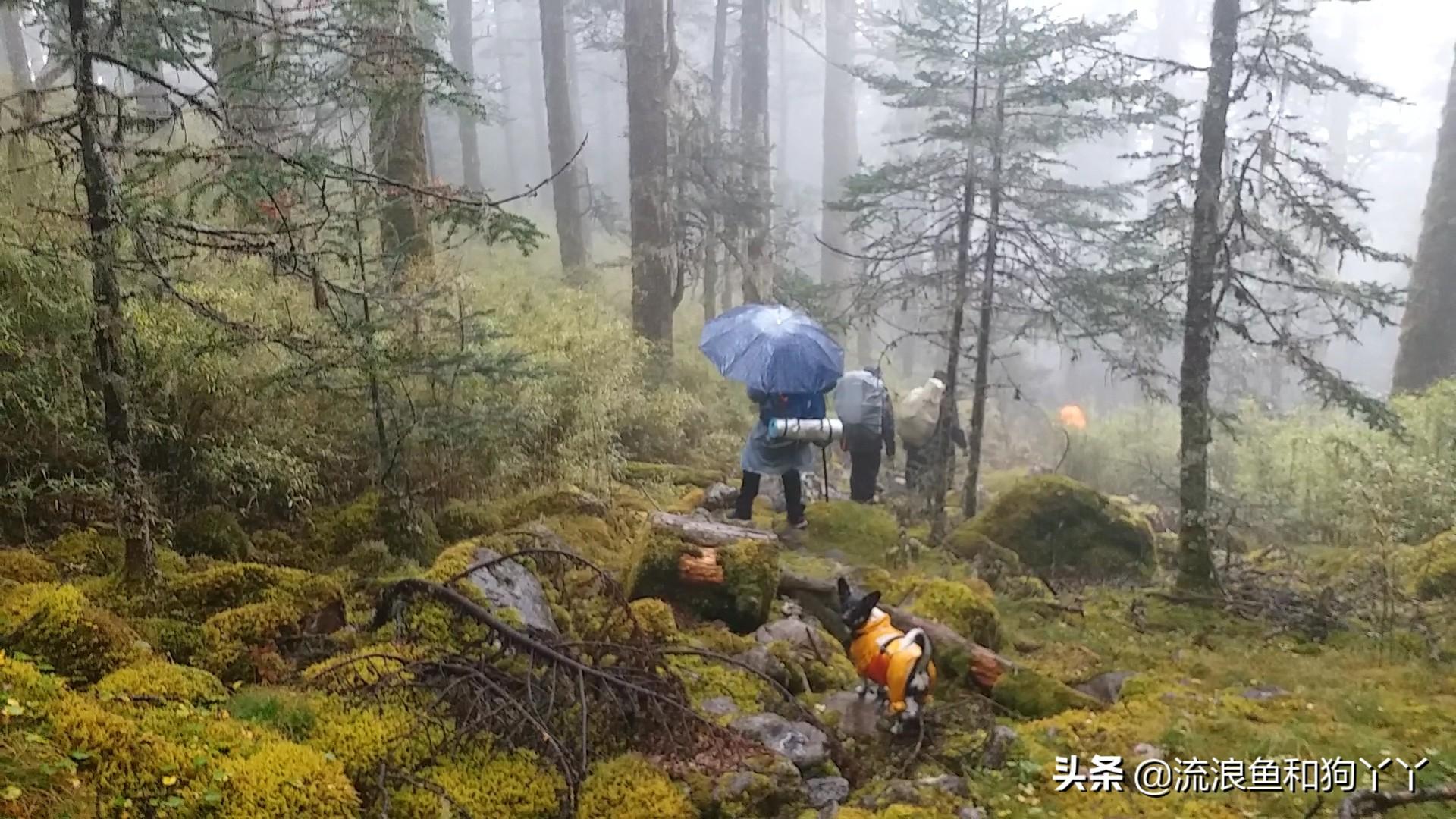 湖北狗狗山意外走紅，網(wǎng)友驚嘆自然神作，相似度極高！