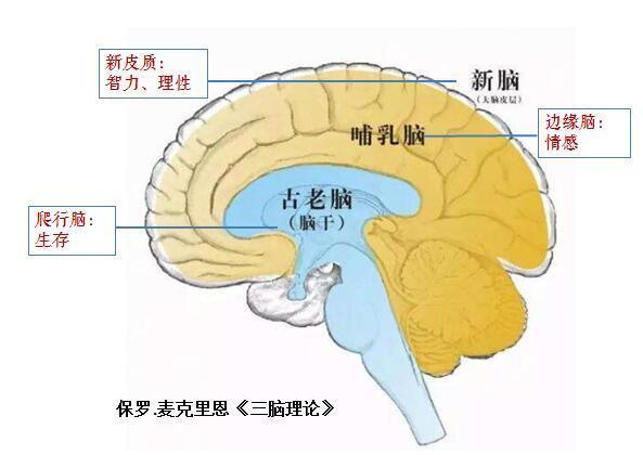 腦機接口技術助力睡眠革新，入睡時間縮短25%