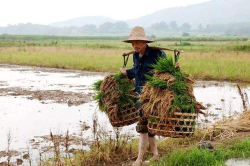 沙棘農(nóng)的種植日常，一秒鐘遲疑的決斷時刻