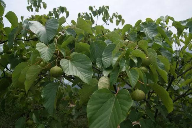 壯漢誤食油桐子引發(fā)驚魂之旅，自然與生命的較量挑戰(zhàn)