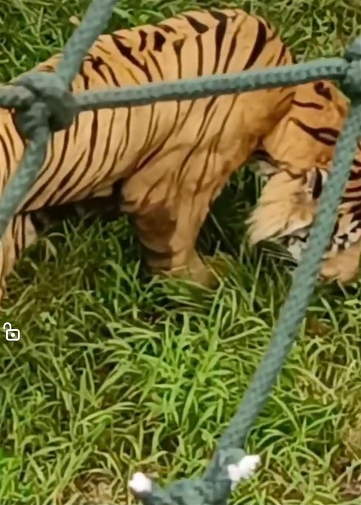 杭州動物園老虎瘦成皮現(xiàn)象引發(fā)關(guān)注，動物福利與健康管理的反思