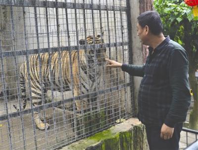 杭州動物園老虎瘦成皮現(xiàn)象引發(fā)關(guān)注，動物福利與健康管理的反思