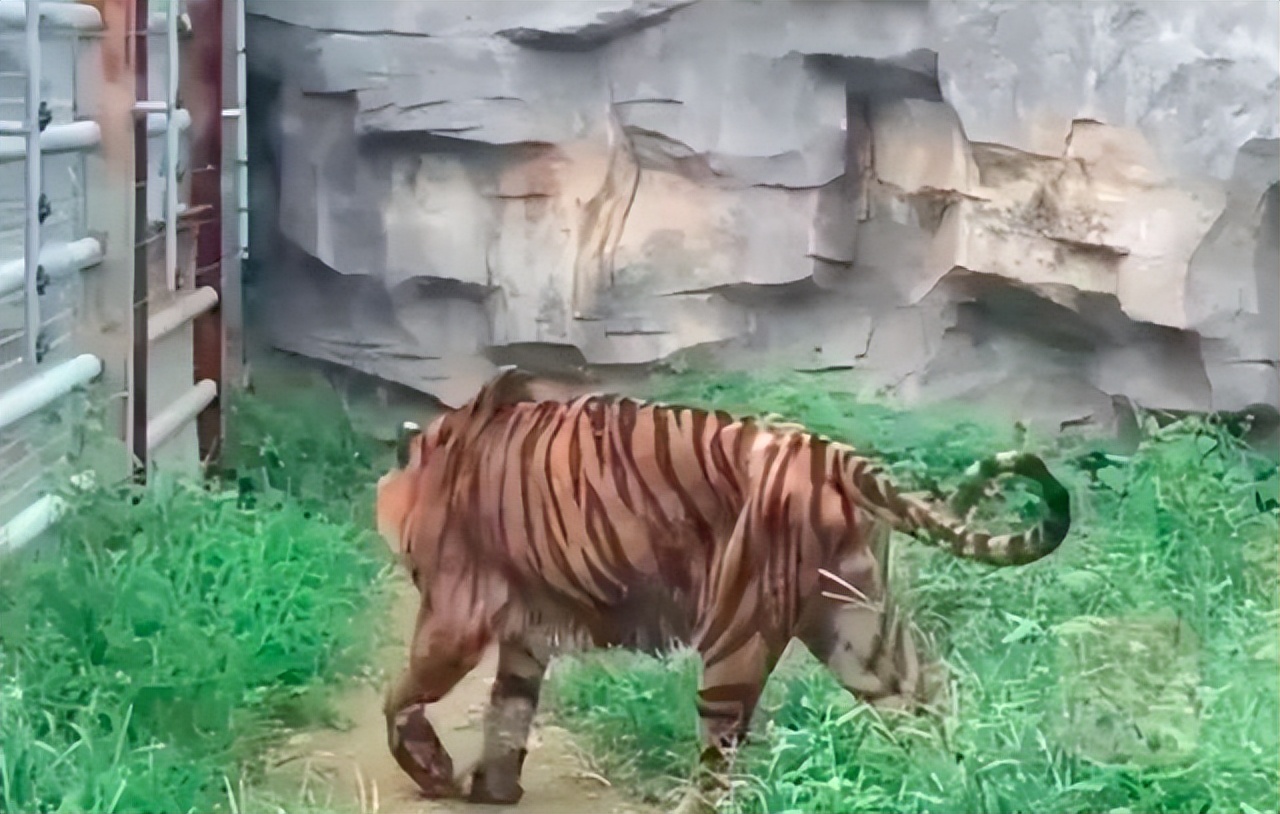 杭州動物園老虎瘦成皮現(xiàn)象引發(fā)關(guān)注，動物福利與健康管理的反思