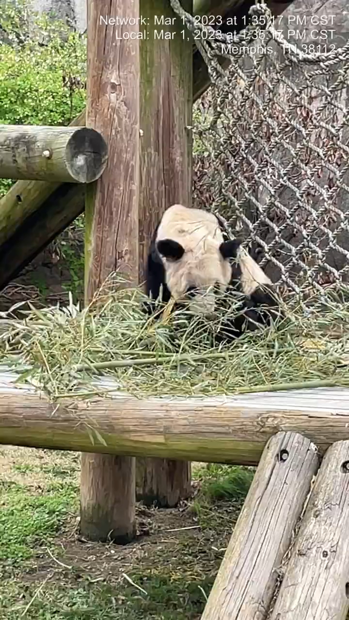 丫丫的攀爬之旅，瞬間的飛躍與成長見證