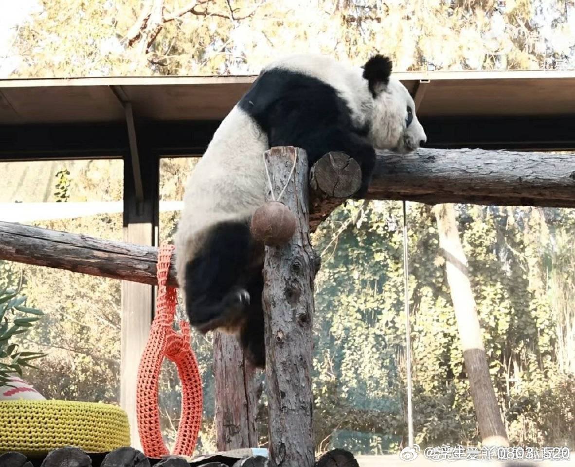 丫丫的攀爬之旅，瞬間的飛躍與成長見證