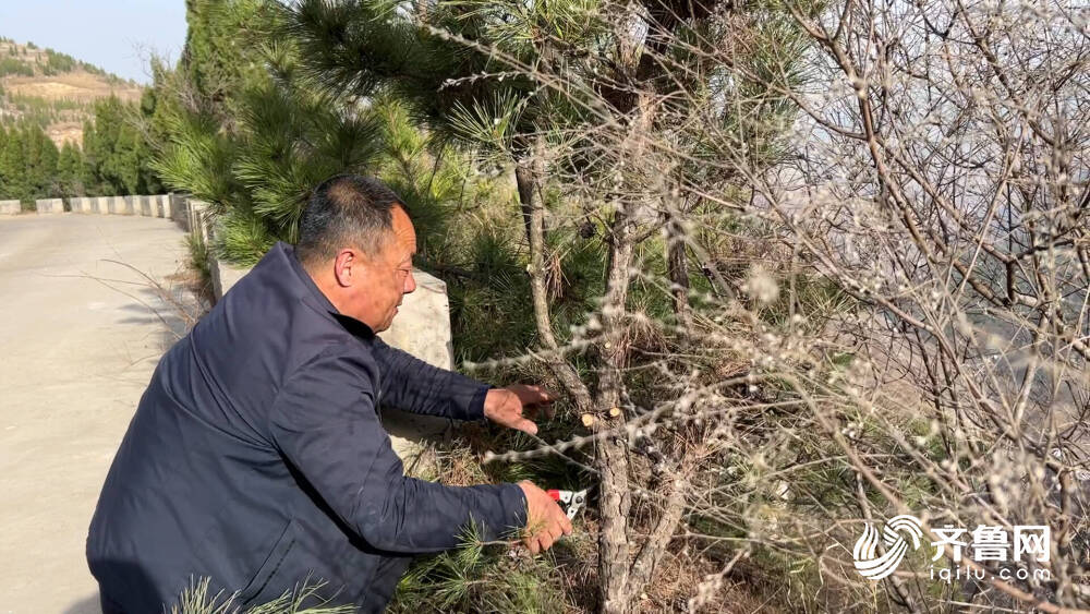 山東六旬夫妻二十年植樹壯舉，綠意傳奇感動人心